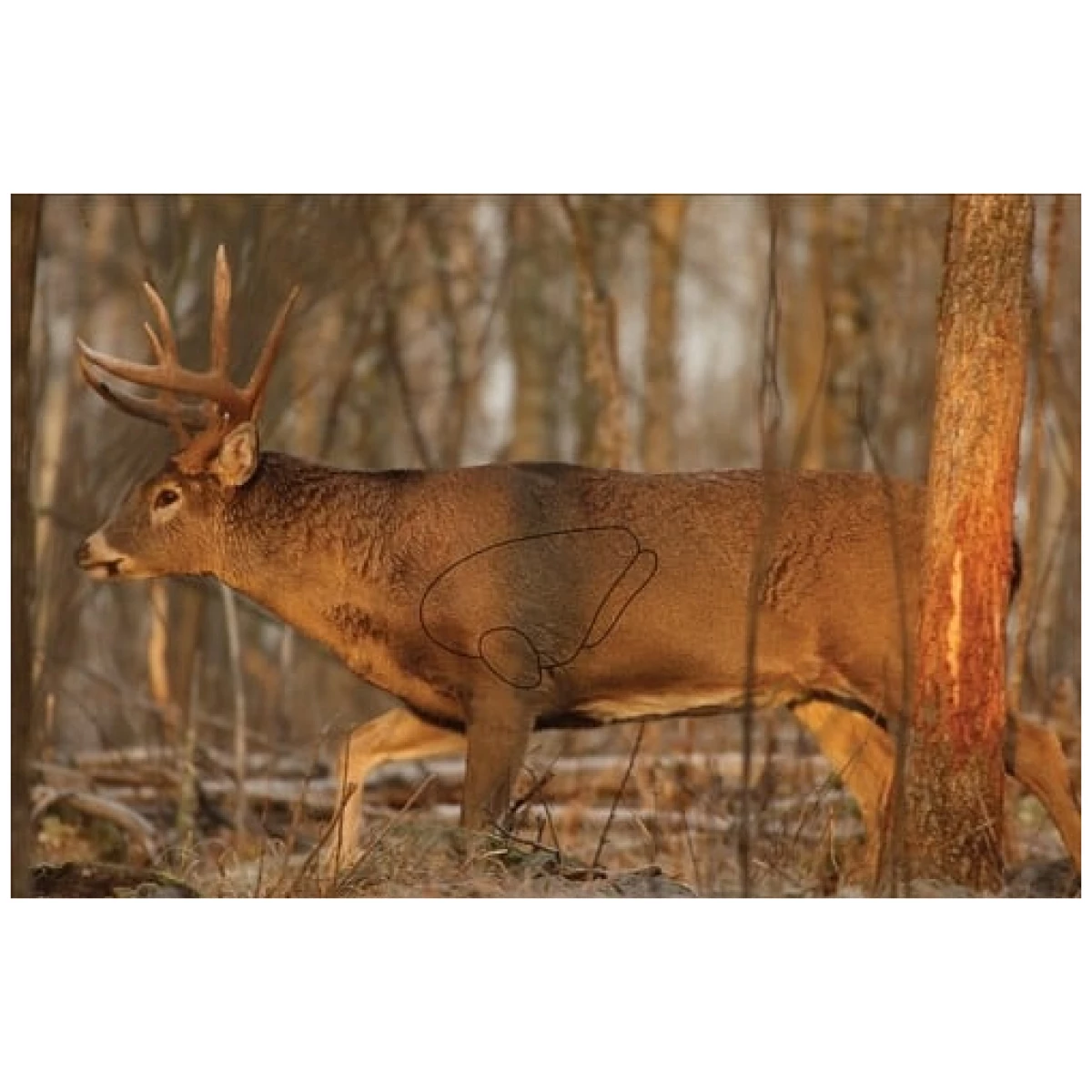37481_1jpg - b/c target eze-scorer 23"x35" - 37481 1
