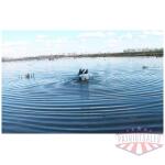 MOJO BUTT UP MALLARD RIPPLER - DECOY - Image 4