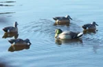 MOJO RIPPLER MALLARD DRAKE - DECOY - Image 3