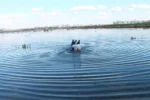 MOJO BUTT UP MALLARD RIPPLER - DECOY - Image 4