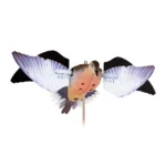 Avian-X Powerflight Replacement Wings Dove WINGS ONLY