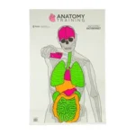 actgs-anatomy-100 1